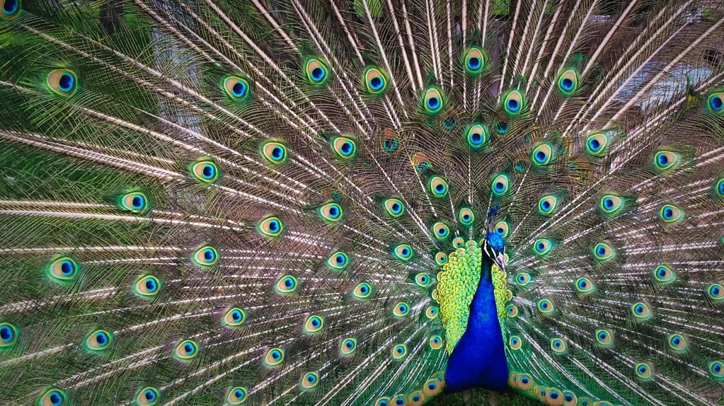 Peacock display How superior investors manage emotionsFAQ about investment brain training